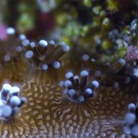 Close-up view of stony coral polyp in a colony