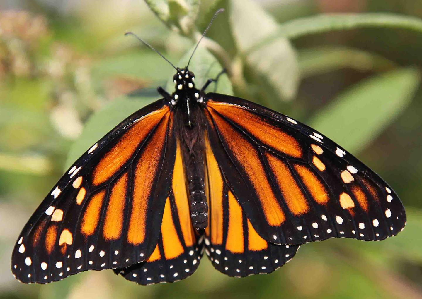 Monarch Butterfly