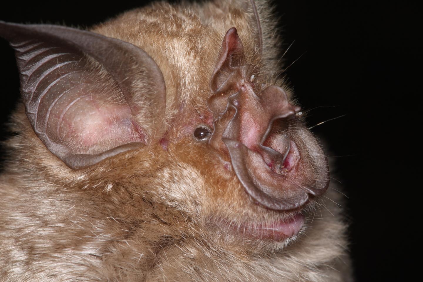 New Species of Horseshoe Bat
