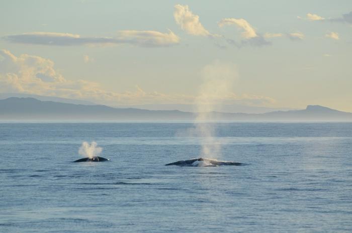 Blue whale mother and calf NZ