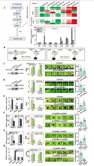 Role of CsOPRs and CsOPRL in resistance of tea plants to anthracnosis.