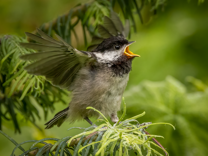 Black capped chickadee