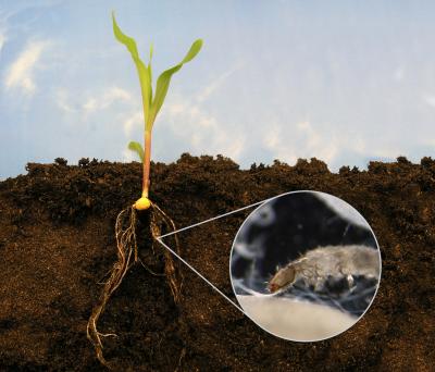 Western Corn Rootworm