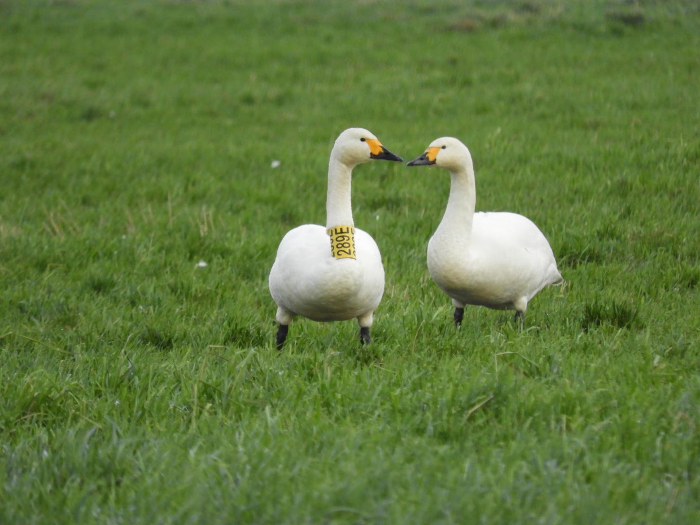 A pair of Bewick's swans