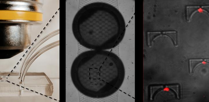 Integration of polymeric membrane/dielectric sphere assemblies in microfluidic chips.