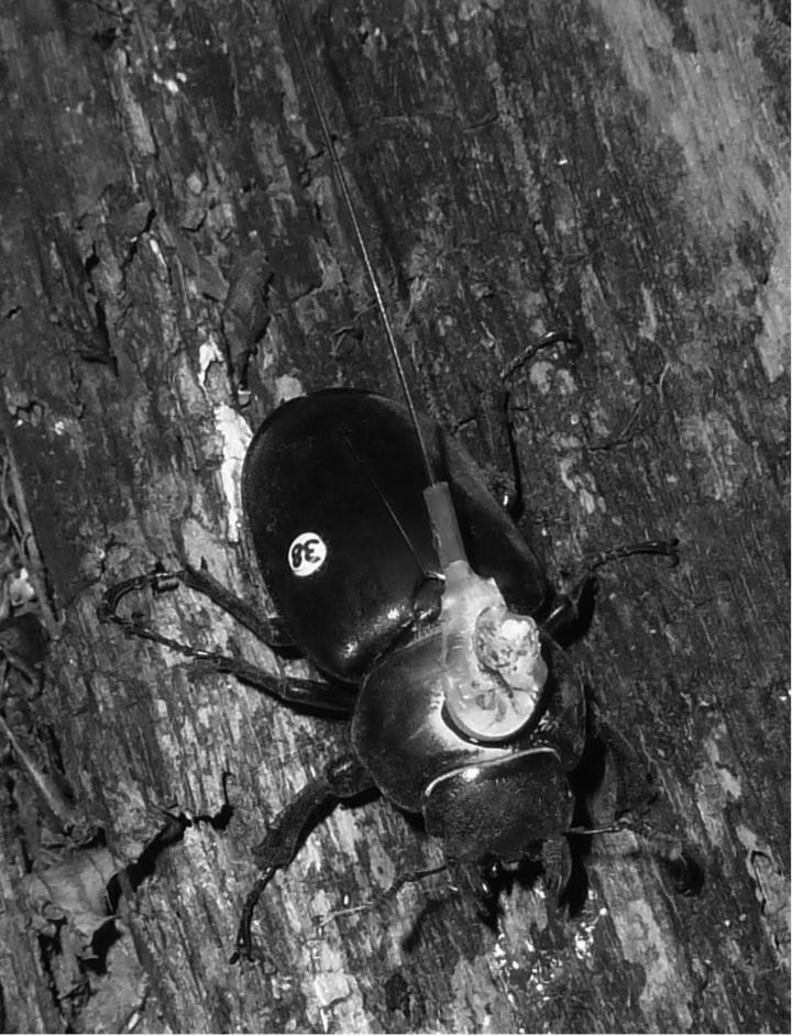 Female European Stag Beetle Equipped with a Radio Transmitter