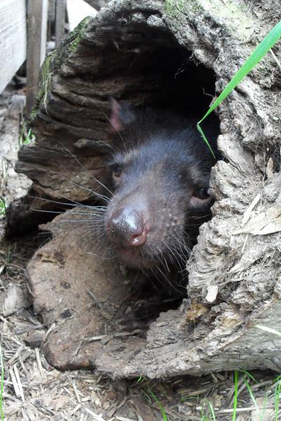 The Origin of Deadly Tasmanian Devil Tumors (2 of 5)