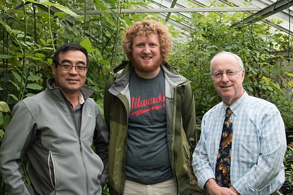 Researchers Study Parastic Wasp as Natural Control for Emerald Ash Borer