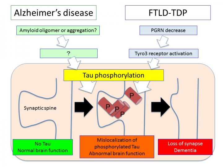 Tau phosphorylation is a common pathway across Alzheimer's disease, FTLD-tau and even FTLD-non-tau (FTLD-TDP).