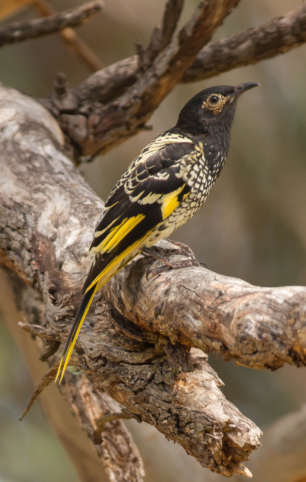 Regent honeyeater