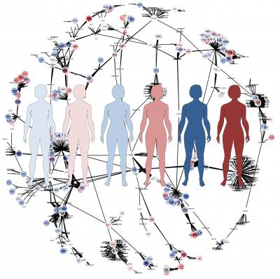 Illustration of the Genome-Scale Metabolic Models