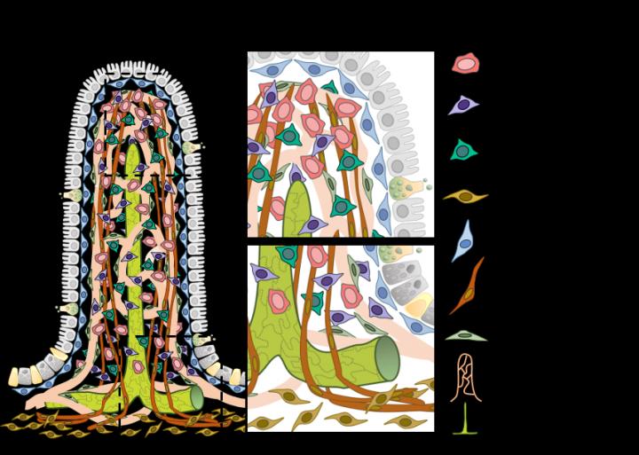 Fig. 1: schematic image of intestinal villi