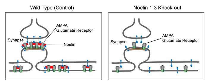 Schematic showing Noelin proteins at the synapse