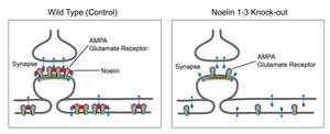 Schematic showing Noelin proteins at the synapse