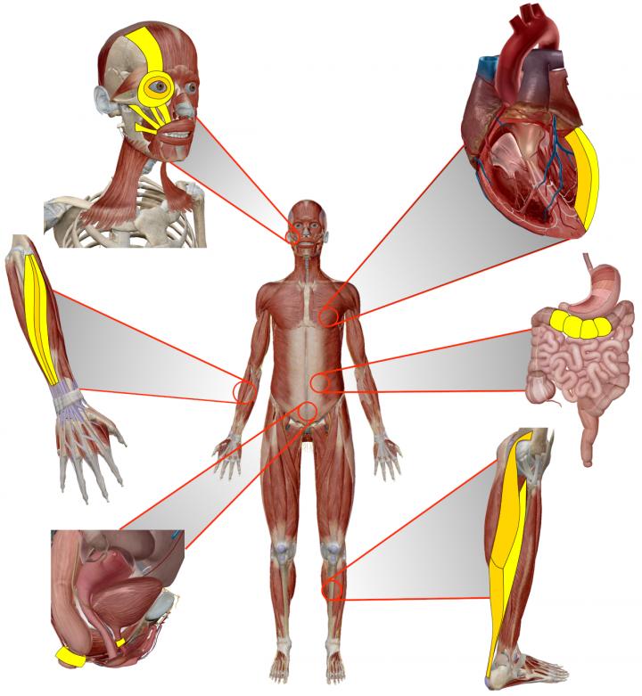 Robotic muscles could turn back body clock by 2050