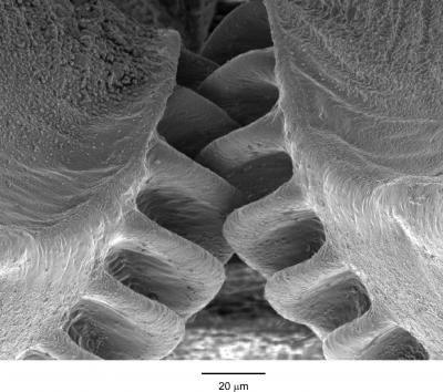 Mechanical Gears 'Invented' by Insects (5 of 10)