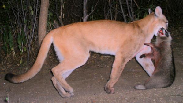 Puma with Raccoon