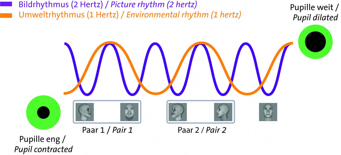 An Environmental Rhythm Influences the Pupil Dynamics