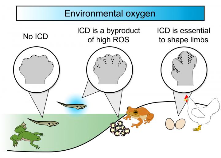 Model for the Appearance of Interdigital Cell Death (Icd) in Tetrapods, the Group that Includes Amph