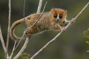 Mouse lemur