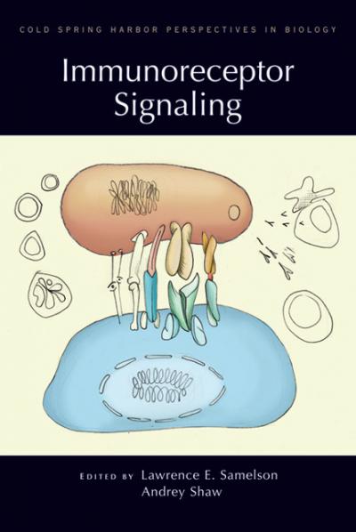 Immunoreceptor Signaling [IMAGE] | EurekAlert! Science News Releases