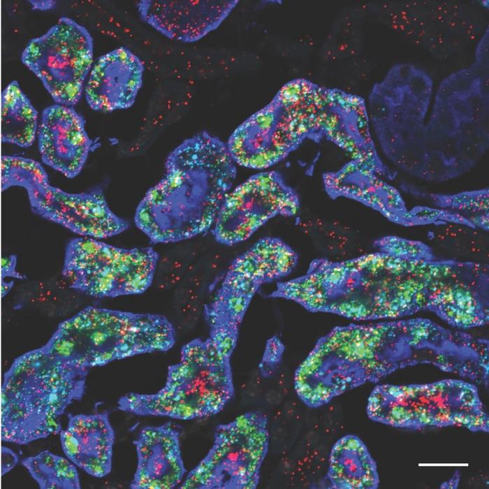 female mouse kidney