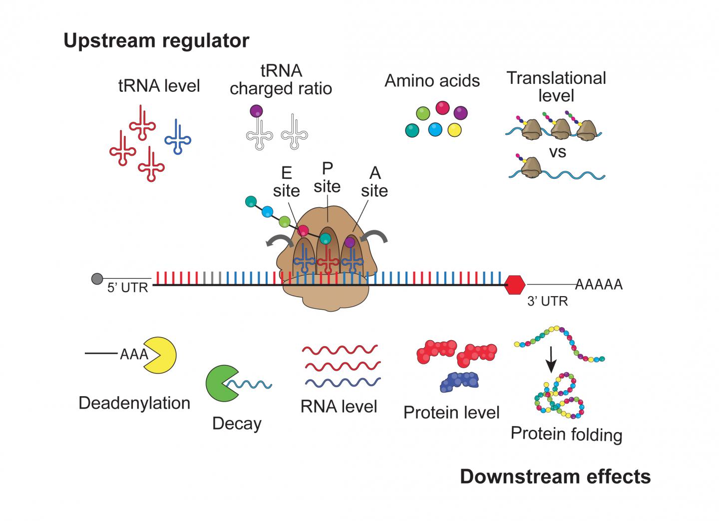 mRNA Messages