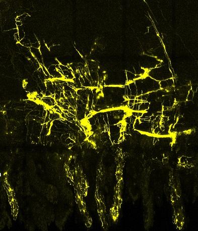 Columns of Related Nerve Cells