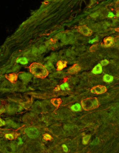 Trigeminal Nerve Cells