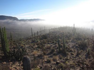 Mutations Explain Flies' Dependence on Unique Cactus (2 of 9)