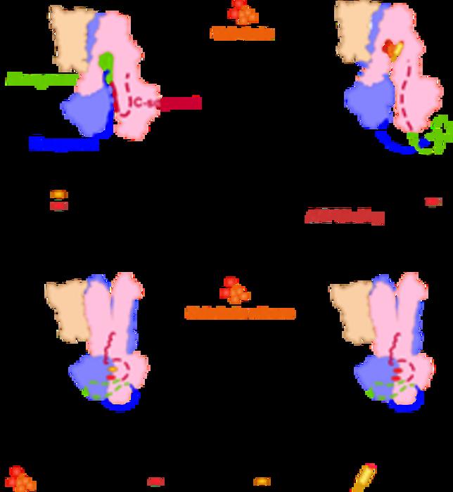 USTC Reveals Molecular Mechani [IMAGE] | EurekAlert! Science News Releases