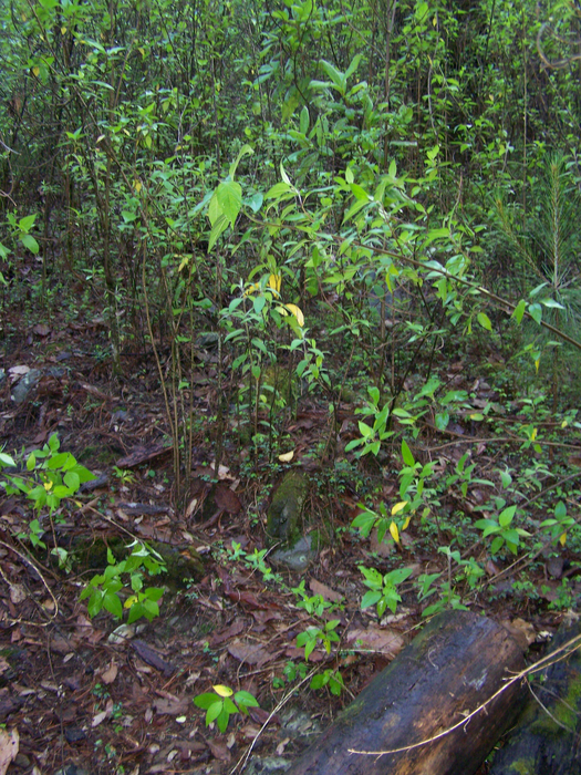 Mexican habitat
