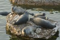 Baikal seals in Lake Baikal