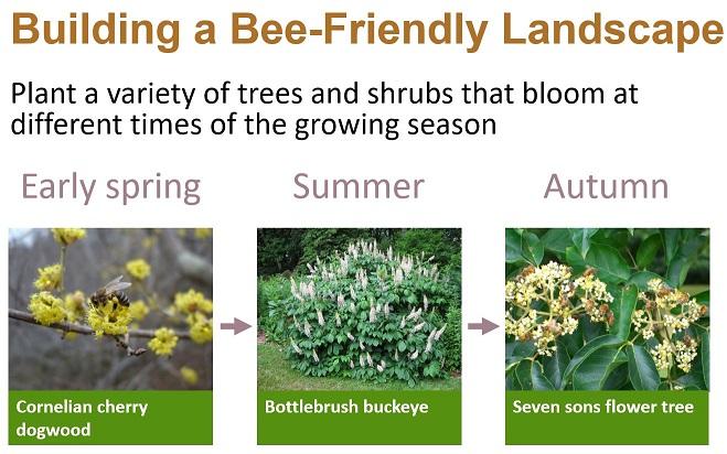 Building a Bee-Friendly Landscape