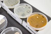 Yeast Derived Antibacterial Compounds Were Proven to Inhibit Growth of Common Bacteria Species