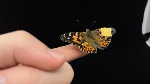 Soft, conformable medical device implant on wing of butterfly