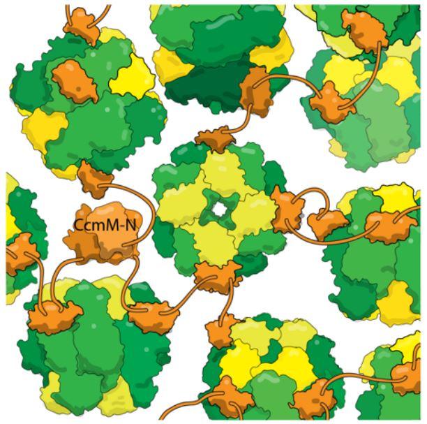 How Bacteria Build a Hyper-Efficient Photosynthesis Machine