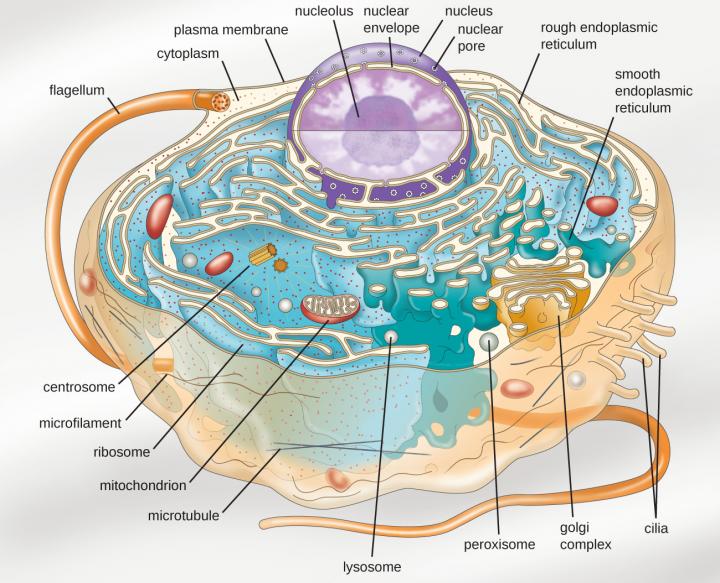 Nucleolus, Most Prominent Membraneless Organelle