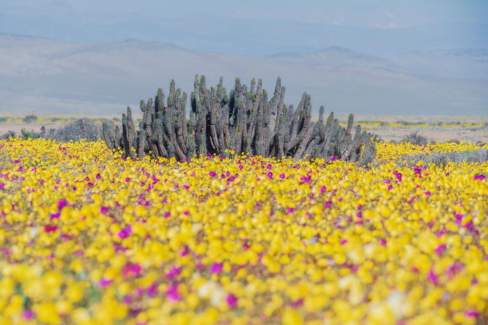 'Desierto florido'