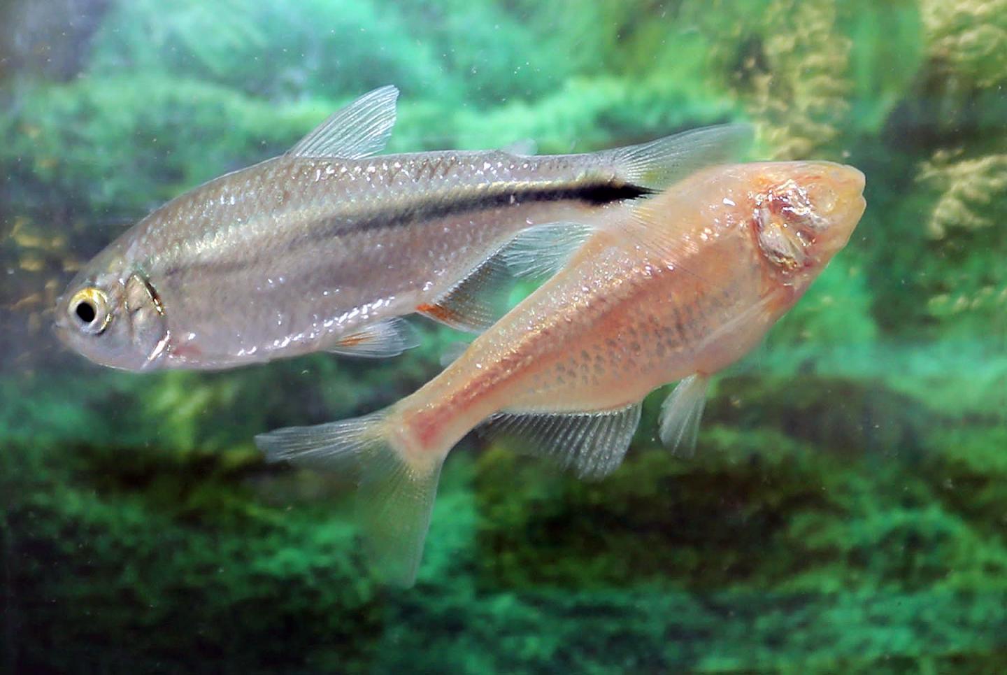 Pachón Cave Fish