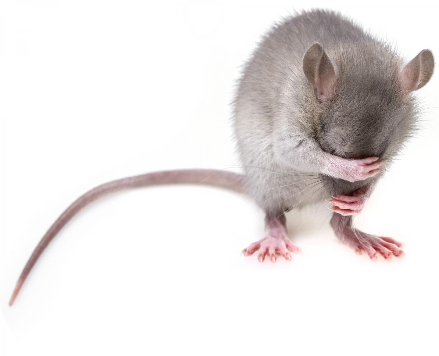 Research papers that omit "mice" from titles receive misleading media coverage