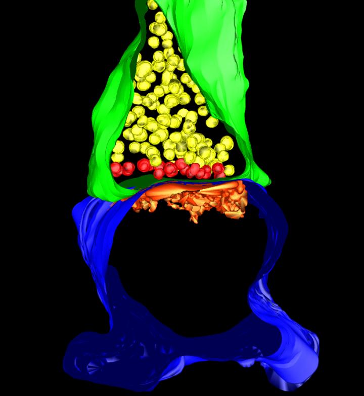 A Serial Electron Microscopy Reconstruction of a Single Synaptic Connection