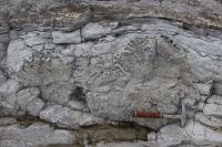 Microbial buildup from the early Ordovician strata.