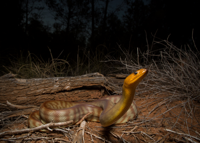 Woma Python