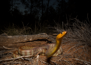 Woma Python