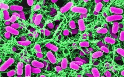 Alpha-Defensin 6 (HD6) Self-Assembled into Fibers, Nanonets