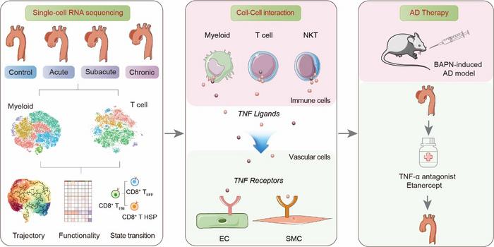 Temporal-specific single cell atlas of human type A aortic dissection reveals immune cell dynamics and therapeutic targets