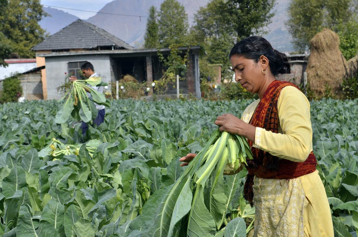Farmers in Himachal Pradesh, India