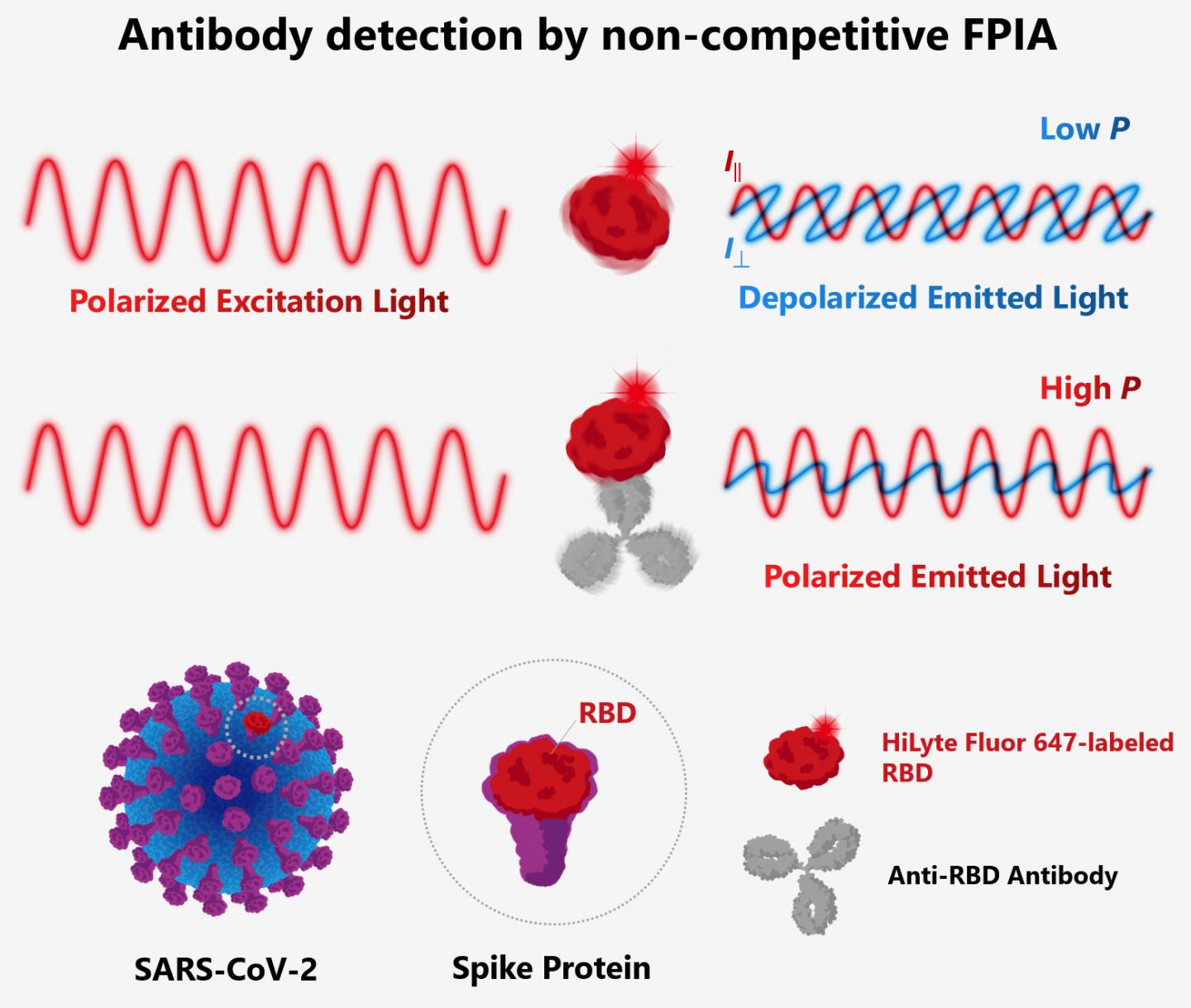 The principle behind FPIA for detection of antibodies against SARS-CoV-2