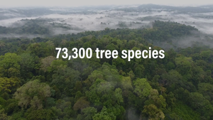 Global tree species count